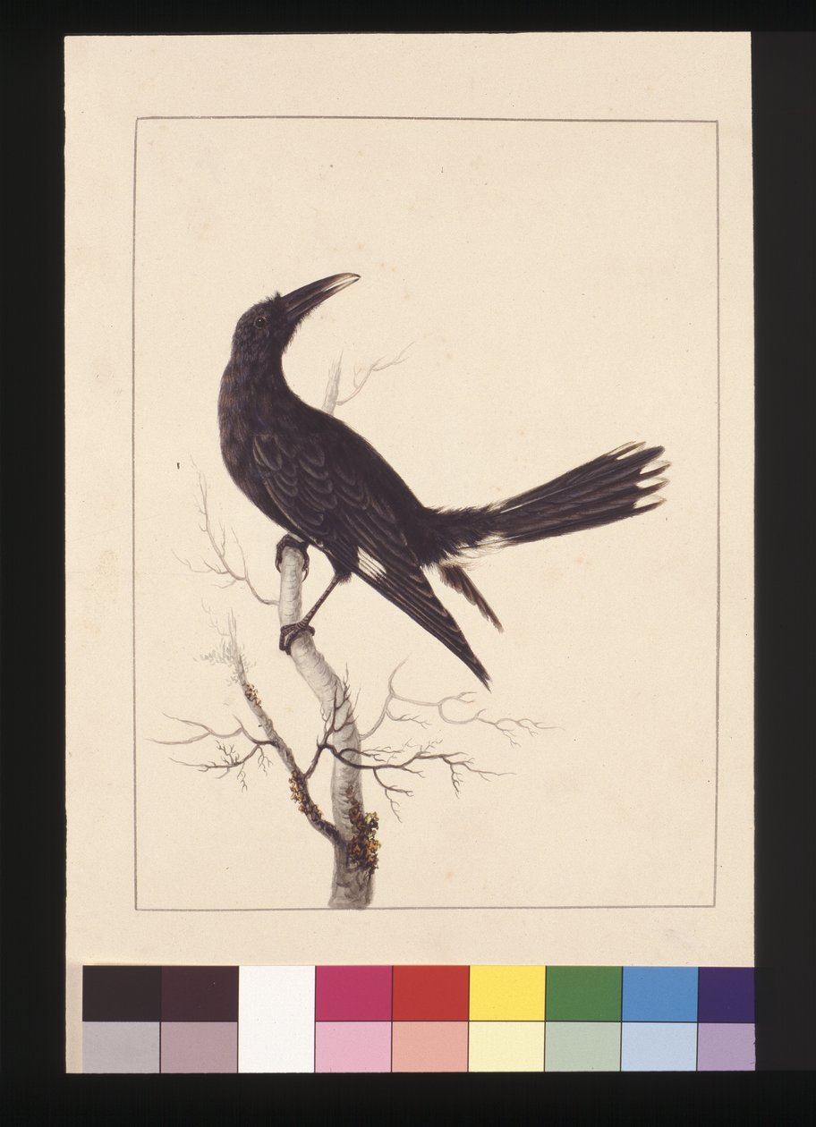 30. oldal. Fehér, szellőző varjú. Jelenleg Pied Currawong néven ismert, 1789-90 körül (akvarell) alkotó: Sarah Stone