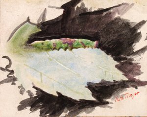 Heterocampa Biundata, Walker, tanulmány a Színezés elrejtése az állatvilágban könyvhöz, n.d. alkotó: Abbott Handerson Thayer
