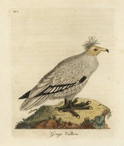 Egyiptomi keselyű, Neophron percnopterus ginginianus.1824 (metszet) alkotó: John Latham