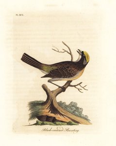 Aranykoronás veréb, Zonotrichia atricapilla (Feketekoronás sármány, Emberiza atricapilla). Kézi színű rézlemez, amelyet John Latham rajzolt és metszett a madarak általános története című művéből, Winchester alkotó: John Latham