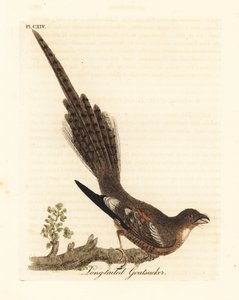 Hosszúfarkú éjfélék, Caprimulgus climacurus (hosszúfarkú kecskecikk). Kézi színű rézlemez, amelyet John Latham rajzolt és vésett a madarak általános története című művéből, Winchester alkotó: John Latham