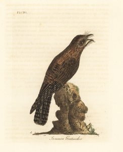Északi potoo, Nyctibius jamaicensis (jamaicai kecskecikk, Caprimulgus jamaicensis). Kézi színű rézlemez, amelyet John Latham rajzolt és metszett a madarak általános története című művéből, Winchester alkotó: John Latham