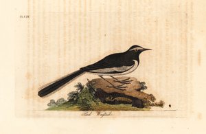 Fehér szemöldökű béklyó arany széles lábú béklyó, Motacilla maderaspatensis. (India lábcsókja). Kézi színű rézlemez, amelyet John Latham rajzolt és metszett a madarak általános története című művéből, Winchester alkotó: John Latham