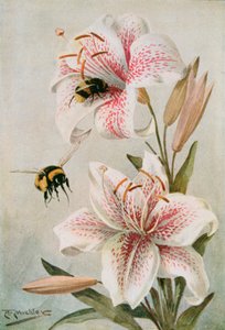 Méhek és liliomok, illusztráció: William J. Claxton „Stories of Insect Life” című könyvéből