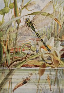 Dragonfly and Mayfly, illusztráció a "Rovarélet történetei" című művéből, William J. Claxton