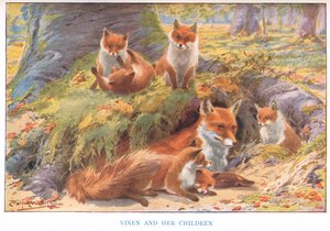 Vixen és gyermekei, illusztráció a Vidéki utak és vidéki napokból (színes litó)