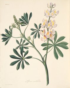 Cserélhető virágú csillagfürt, az évszakok virágillusztrációiból, pub. 1829 (kézzel színezett metszet)