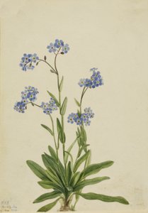 Alpesi nefelejcs Myosotis alpestris, 1924. alkotó: Mary Vaux Walcott