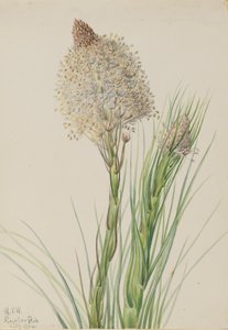 Medvefű Xerophyllum tenax, 1924. alkotó: Mary Vaux Walcott