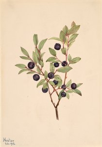 Big Whortleberry Vaccinium membranaceum, 1916. alkotó: Mary Vaux Walcott