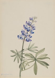 Kék csillagfürt Lupinus argenteus, 1915. alkotó: Mary Vaux Walcott