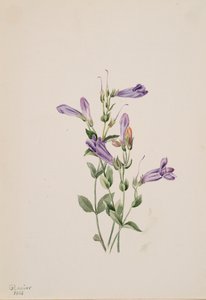Penstemon Penstimon fruiticosus, 1903. alkotó: Mary Vaux Walcott