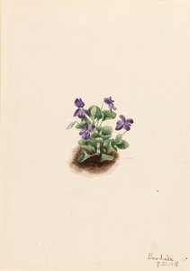 Lila hegyi ibolya Viola adunca, 1918. alkotó: Mary Vaux Walcott