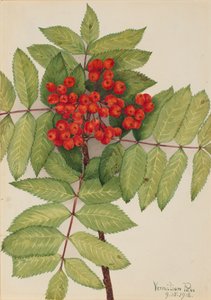 Nyugati hegyi kőris Sorbus sambucifolia, 1918. alkotó: Mary Vaux Walcott