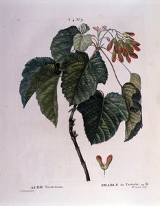 Botanikai: Juharág. A Nouveau Duhamel du Monceau-ból vett tányér vagy a Finnországban termesztett fák és cserjék csemege"" Pierre Joseph Redoute (1759-1840) akvarellje 1819