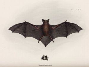 Bat, Dél-Amerika, 1832-1836 alkotó: John Pardon