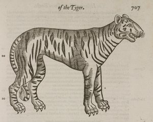 A tigris alkotó: John Pardon