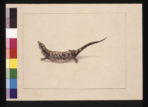 12. oldal. A tudomány vagy a bőrből formált gyík. Jelenleg kéknyelvű gyíkként ismert, 1789-90 körül (akvarell)