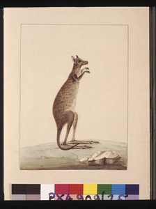 25. oldal Egy kenguru. Ma kenguruként ismert. Úgy tűnik, hogy egy Charles Catton Junr Sarah Stone másolata. lemez, 1789-90 körül (akvarell) alkotó: Sarah Stone