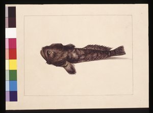 8. oldal Kétes Lophius. Jelenleg békahalként ismert, 1789-90 körül (akvarell) alkotó: Sarah Stone