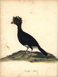 Sárgagombás kurassó, Crax daubentoni, kan. (Curasso, Crax globicera) Közel fenyegetett. Kézszínű rézmetszet C. Hayes illusztrációjáról William Hayes Portréja ritka és kíváncsi madarakról az Osterly Park menagery-ből (London: