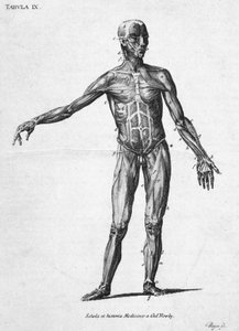 Izmok Az emberi izomszerkezet, 1850-es évek alkotó: John Pardon