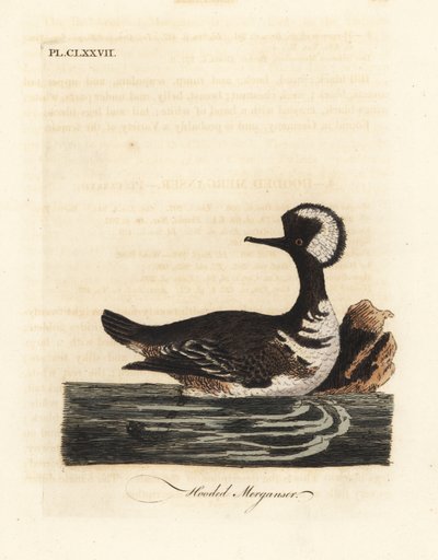 Csuklyás menyecske, Lophodytes cucullatus (Mergus cucullatus). Kézi színű rézlemez, amelyet John Latham rajzolt és metszett a madarak általános története című művéből, Winchester alkotó: John Latham