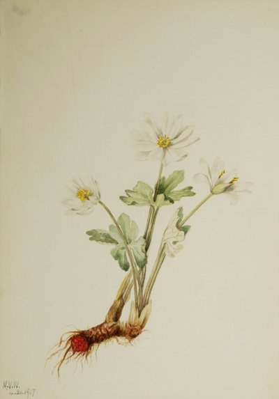 Bloodroot Sanguinaria canadensis, 1917. alkotó: Mary Vaux Walcott