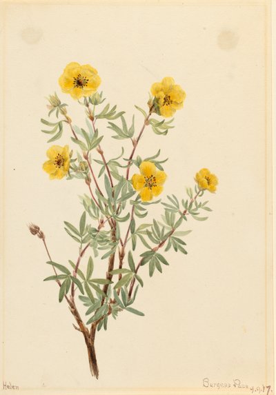 Bokor Cinquefoil Potentilla fruticosa, 1917. alkotó: Mary Vaux Walcott
