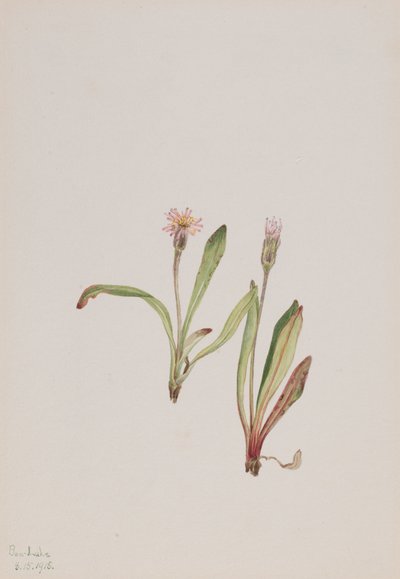 Hamis pitypang Agoseris carnea, 1918. alkotó: Mary Vaux Walcott