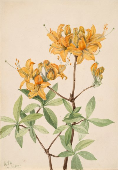 Flame Azalea Azalea lutea, 1921. alkotó: Mary Vaux Walcott