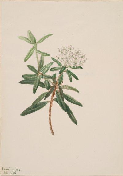 Labrador tea Ledum groenlandicum, 1905 alkotó: Mary Vaux Walcott