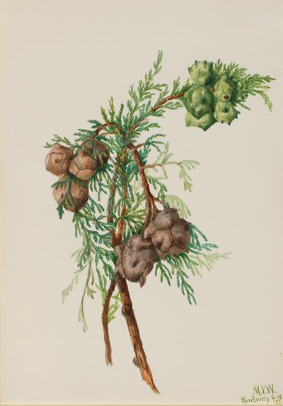 Monterey Cypress Cupressus macrocarpa, 1936. alkotó: Mary Vaux Walcott