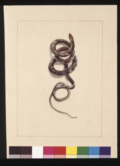 20. oldal Kígyó 1. sz. Jelenleg barna kígyóként ismert, 1789-90 körül (akvarell) alkotó: Sarah Stone