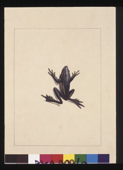 9. oldal Kék Béka. Jelenleg zöldfa békaként ismert, 1789-90 körül (akvarell) alkotó: Sarah Stone